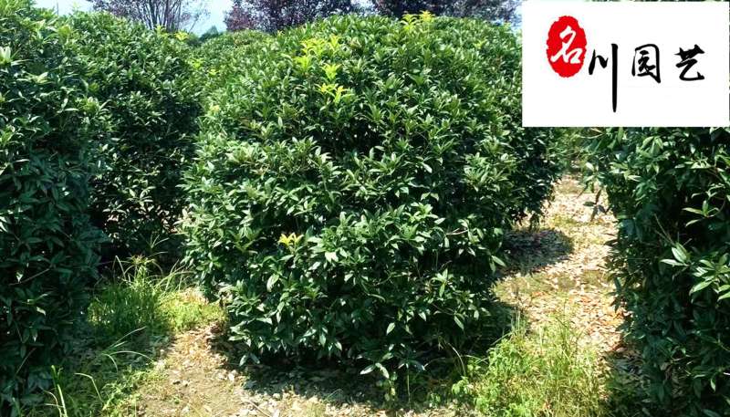 桂花球1.2-2米成都桂花球基地价格货源稳定量大从优