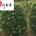 桂花球1.2-2米成都桂花球基地价格货源稳定量大从优