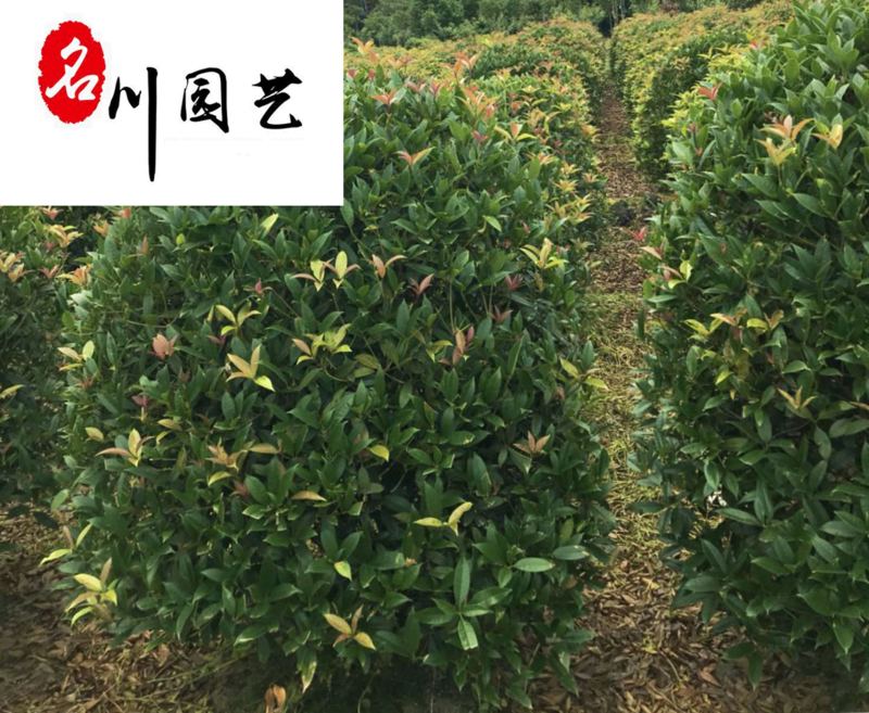 桂花球1.2-2米成都桂花球基地价格货源稳定量大从优