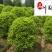 桂花球1.2-2米成都桂花球基地价格货源稳定量大从优