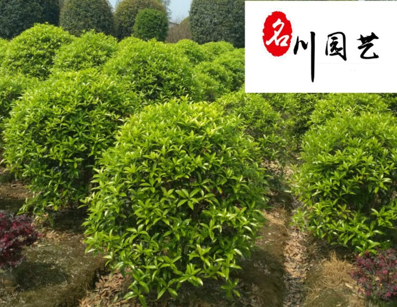 桂花球1.2-2米成都桂花球基地价格货源稳定量大从优