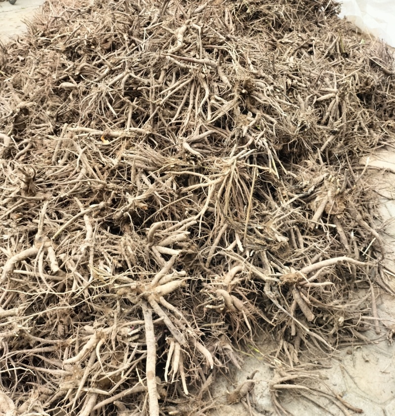 【实力推荐】白芍品质保证可视频看货对接全国一手货源
