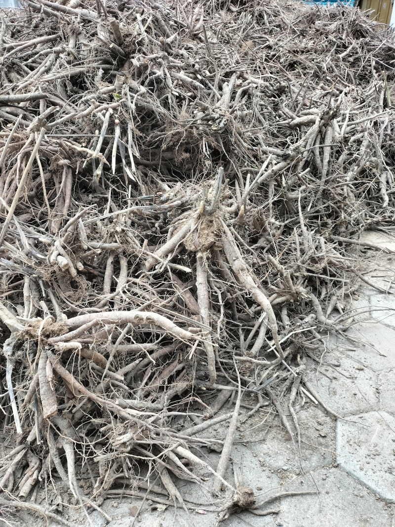 【实力推荐】白芍品质保证可视频看货对接全国一手货源