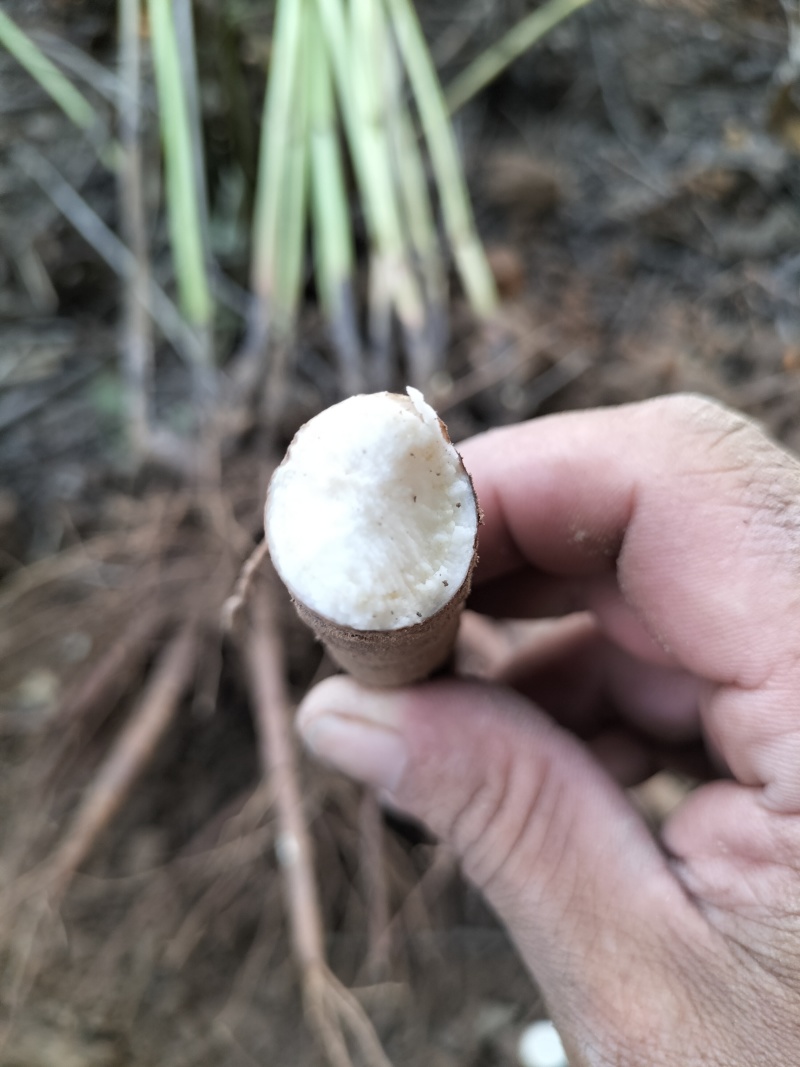 【实力推荐】白芍品质保证可视频看货对接全国一手货源