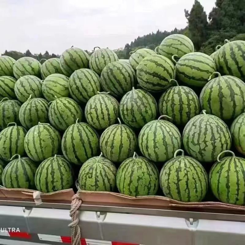 麒麟西瓜云南精品西瓜美都麒麟瓜物美价廉货源充足