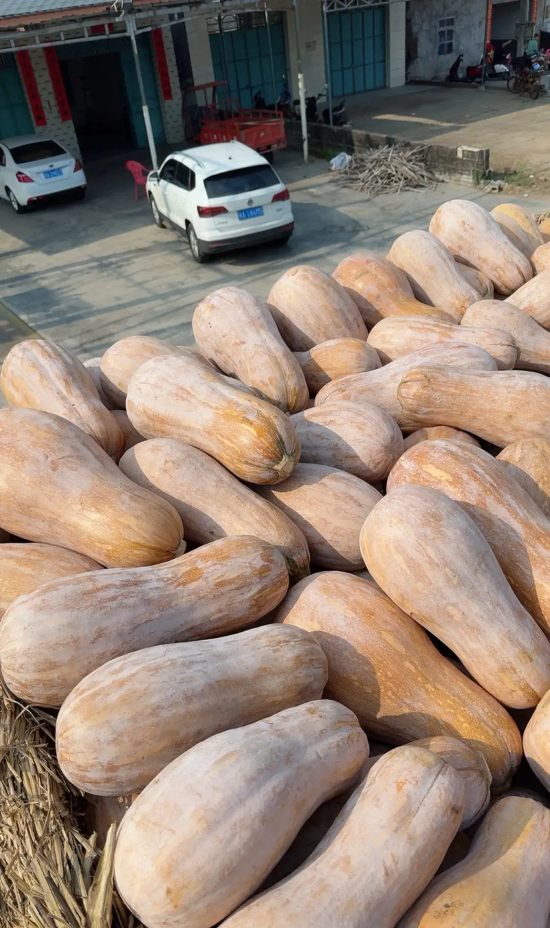 【实力】湖南金韩密本南瓜老南瓜供应电商市场食堂工厂