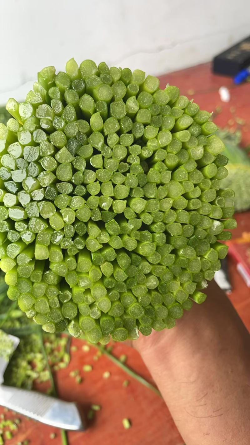 广西韭苔常年有货大量供应保证品质价格好谈