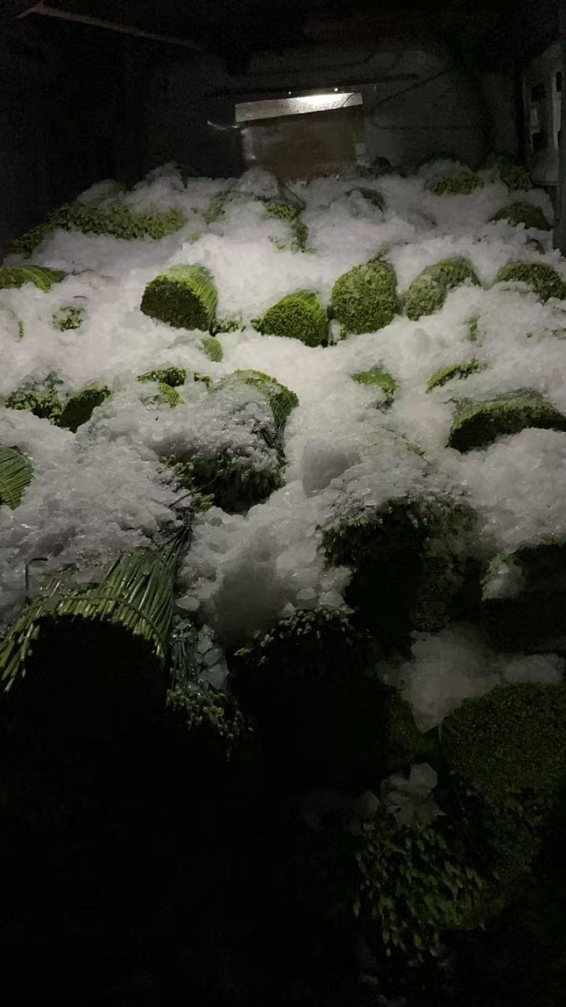 广西韭苔常年有货大量供应保证品质价格好谈