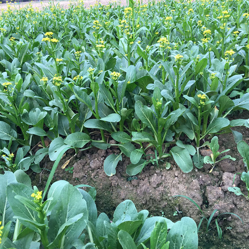 四季甜菜心种子春夏秋冬季广东四九菜心青菜种子