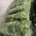 甘蓝山东包菜刚白菜大量供应对接全国市场电商