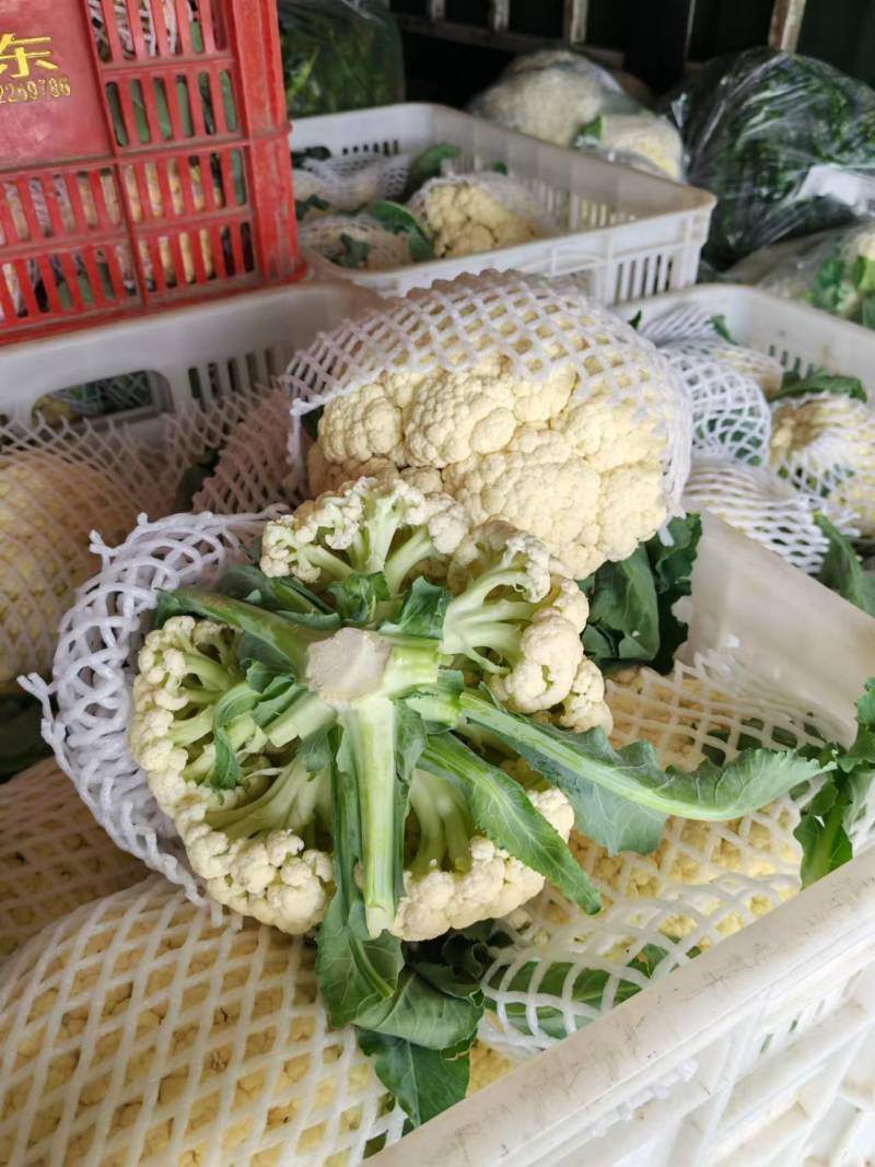 精品松花菜菜花有机散花实花青梗白面小米粒一手货