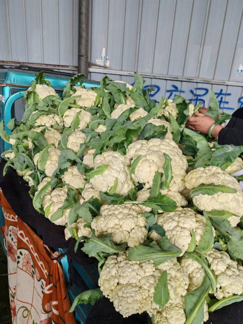 精品松花菜菜花有机散花实花青梗白面小米粒一手货