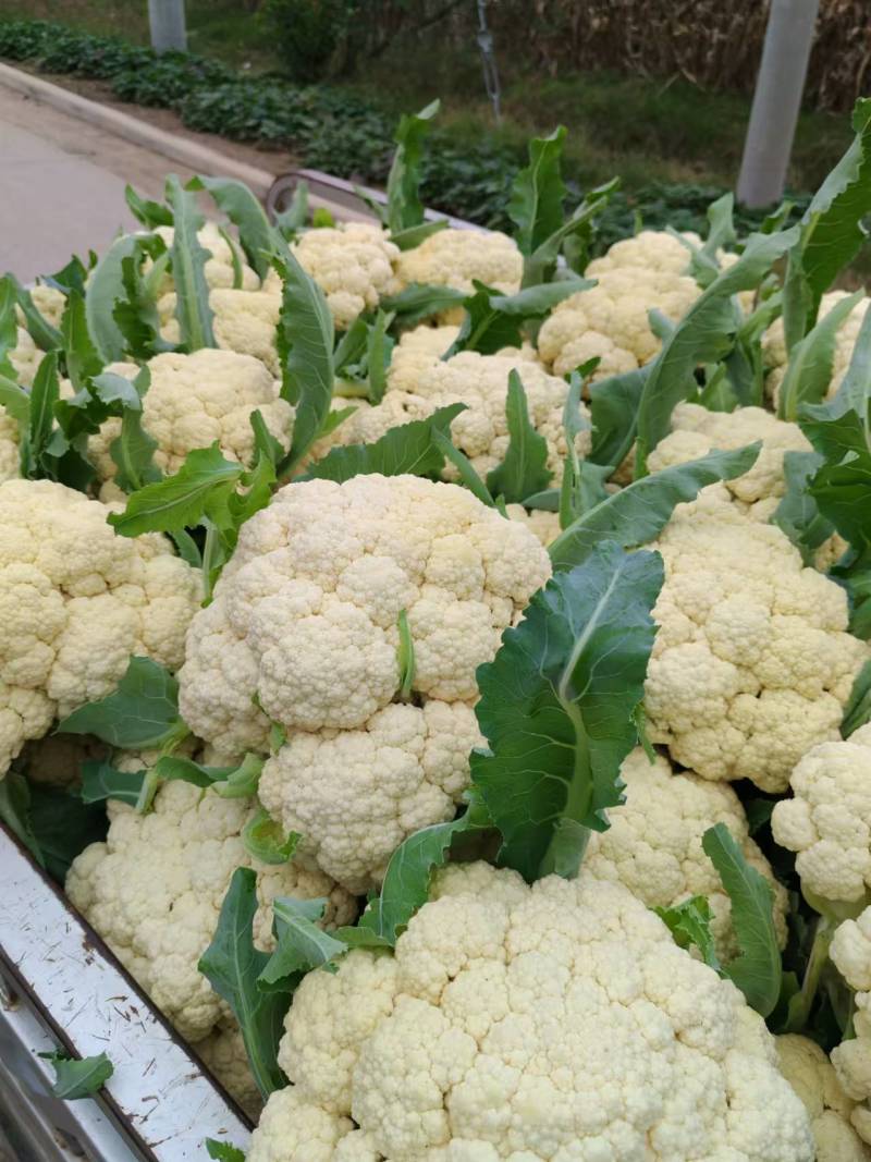 精品松花菜菜花有机散花实花青梗白面小米粒一手货