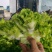 安徽砀山儿菜多子菜儿菜头一手货源