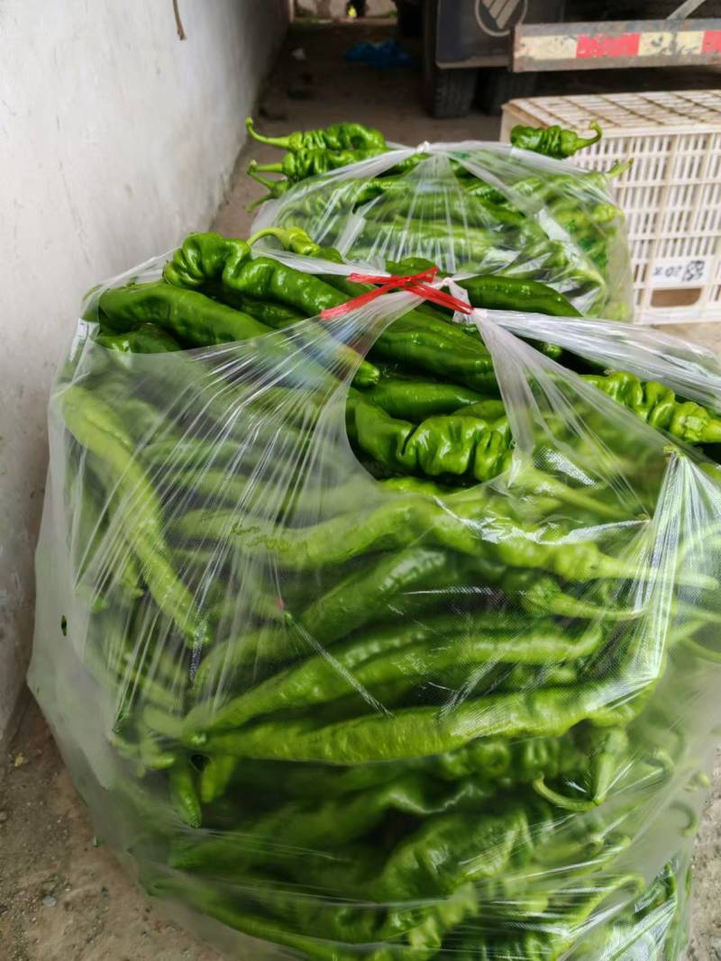 安徽鲜辣椒薄皮椒苏椒芜湖椒对接电商市场超市