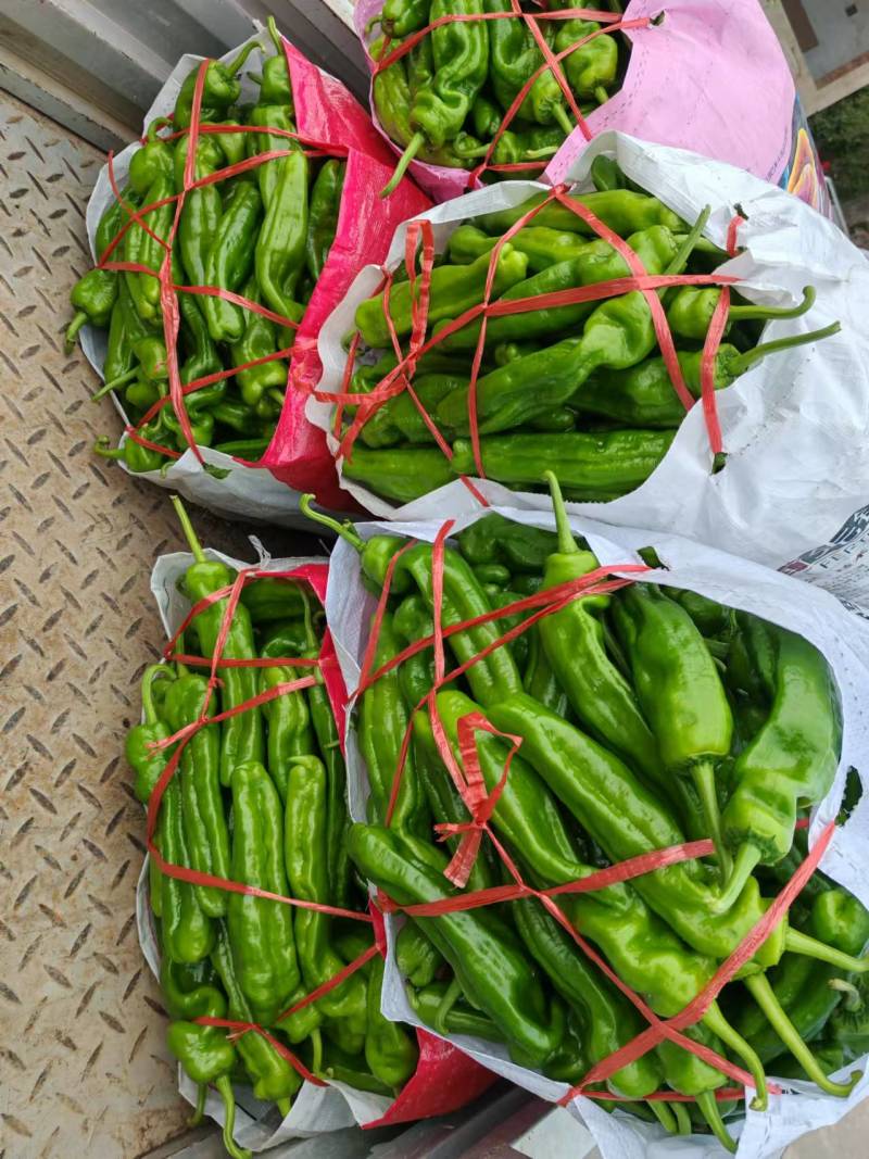 安徽鲜辣椒薄皮椒苏椒芜湖椒对接电商市场超市