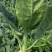甜脆鸡腿芥蓝种子粗条籽芥兰广东早熟白花四季种植