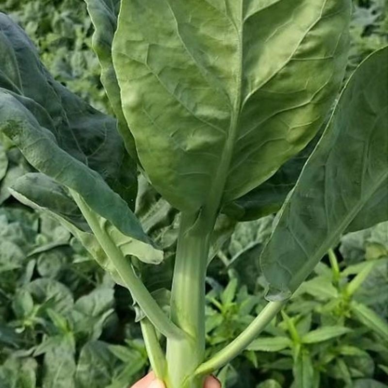 甜脆鸡腿芥蓝种子粗条籽芥兰广东早熟白花四季种植
