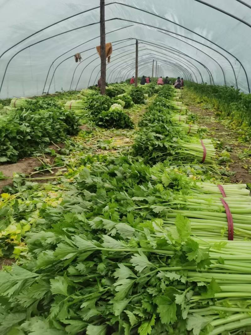 精品芹菜法国皇后芹菜产地一手货源对接电商市场超市