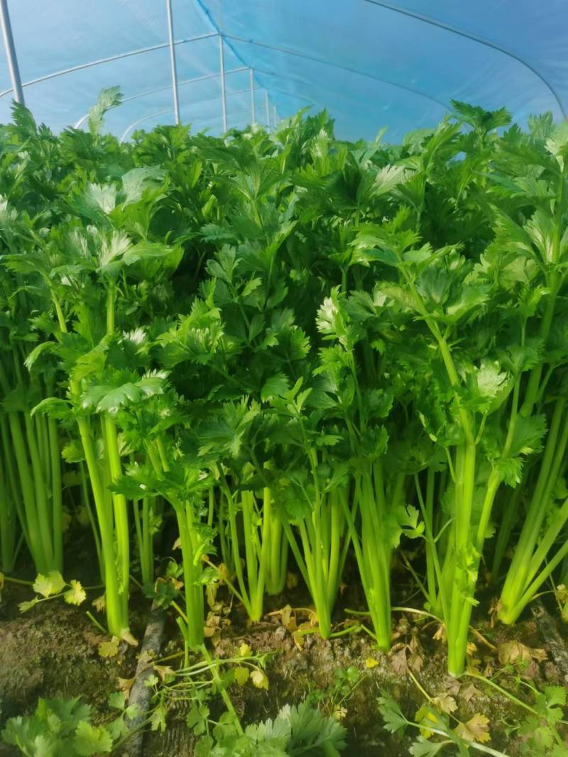 精品芹菜法国皇后芹菜产地一手货源对接电商市场超市
