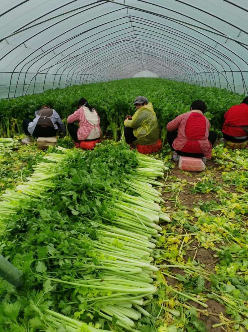 精品芹菜法国皇后芹菜产地一手货源对接电商市场超市