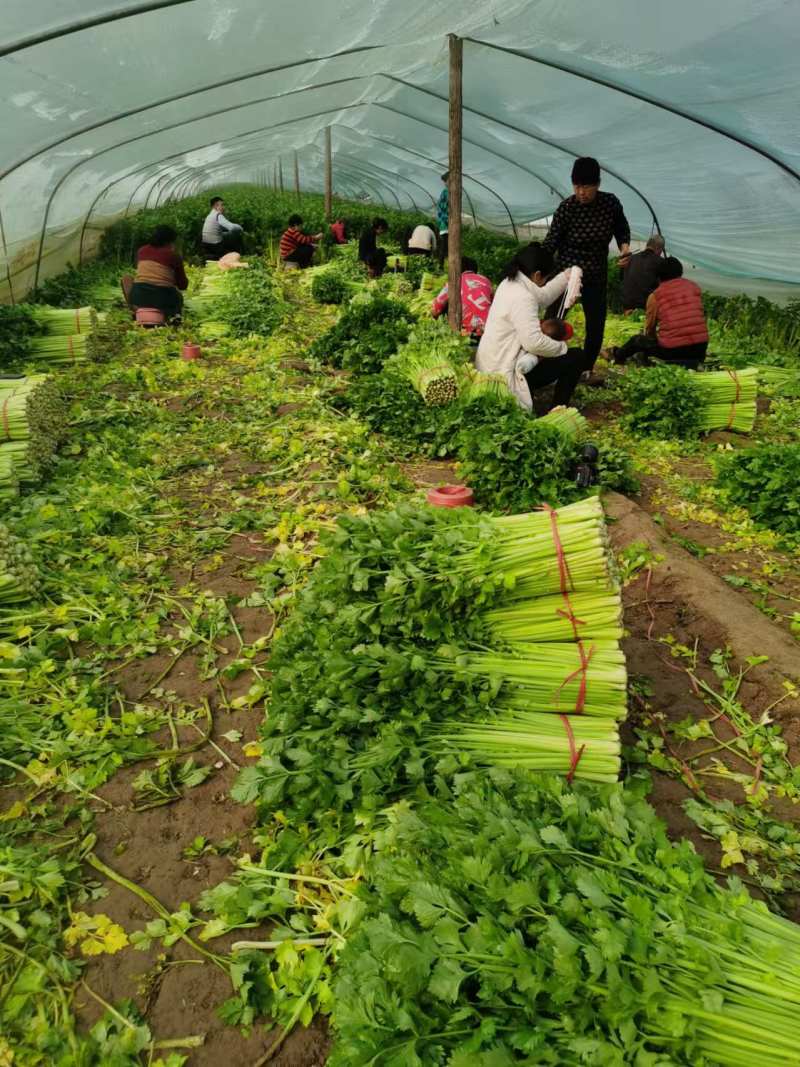 精品芹菜法国皇后芹菜产地一手货源对接电商市场超市