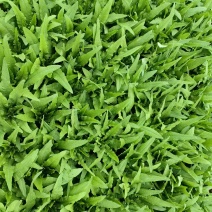 【推荐】精品油麦菜产地直发价优代发全国可视频看货