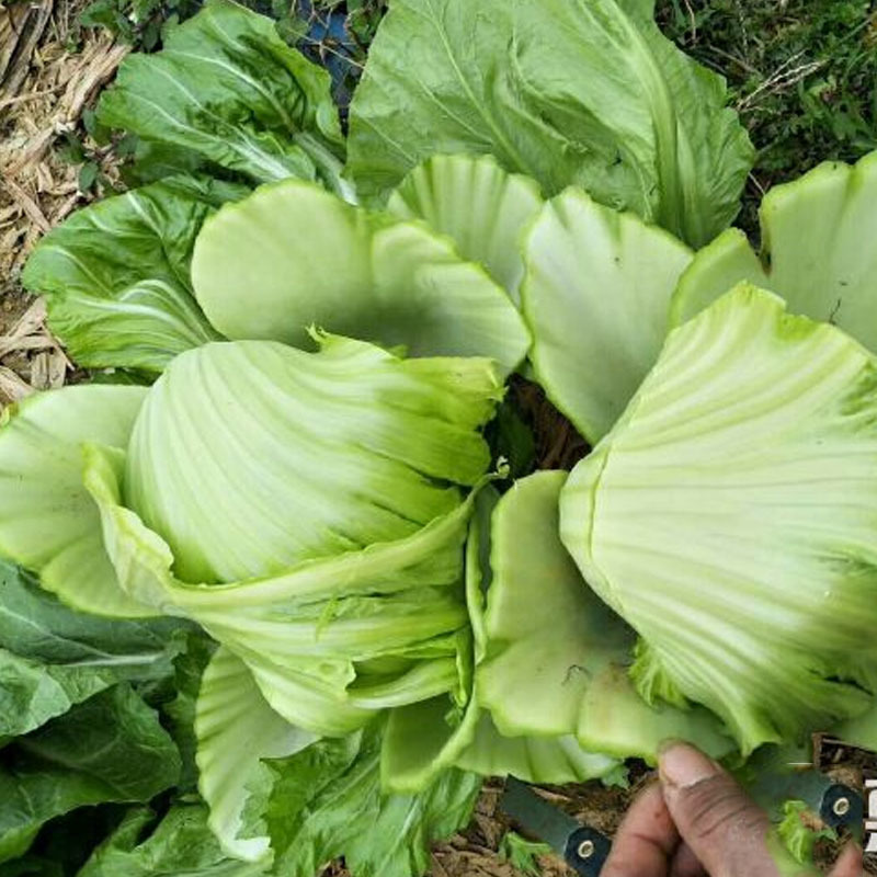 大肉鸡心芥菜种子甜脆芥菜种子高产水咸菜盖菜包心芥菜酸菜种