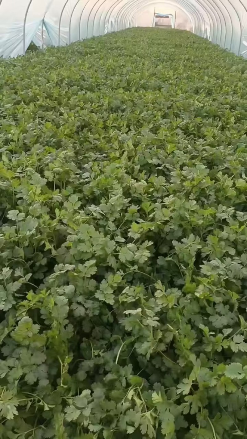 精品香菜，需要的老板联系。