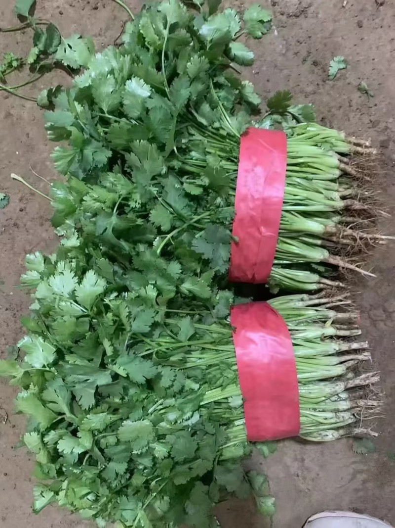 精品香菜，需要的老板联系。