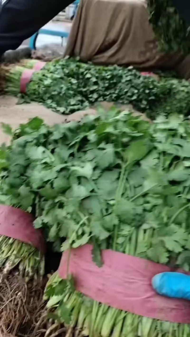 精品香菜，需要的老板联系。