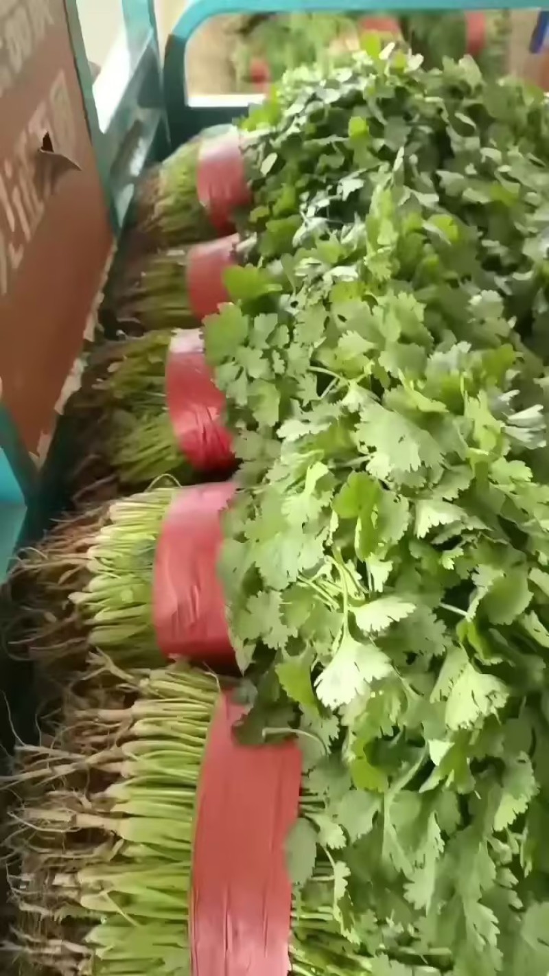 精品香菜，需要的老板联系。