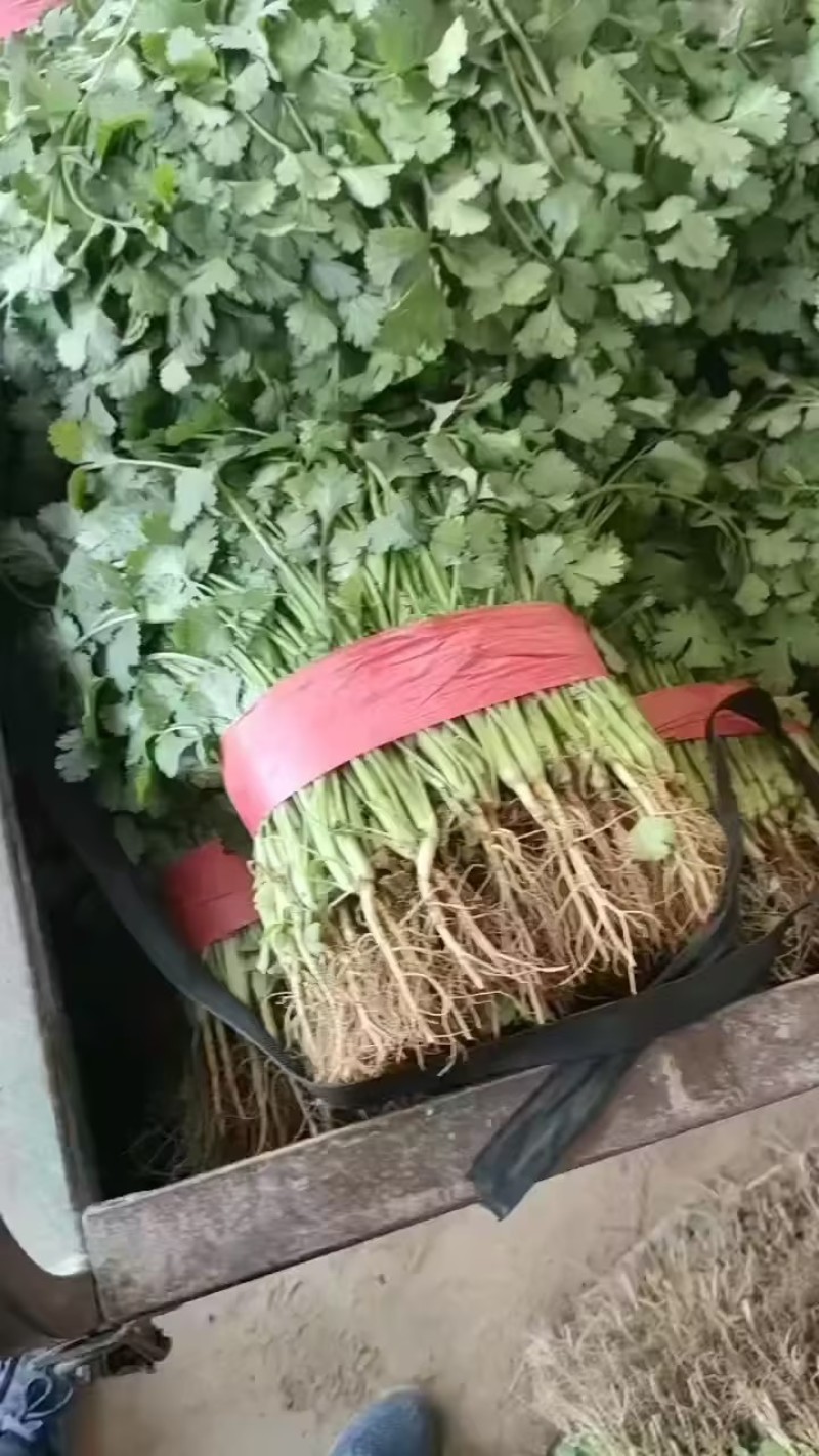 精品香菜，需要的老板联系。
