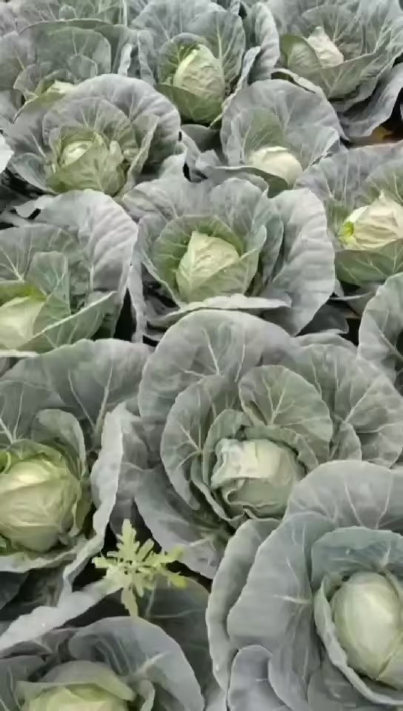 甘蓝大量现货。供货稳定一手资源