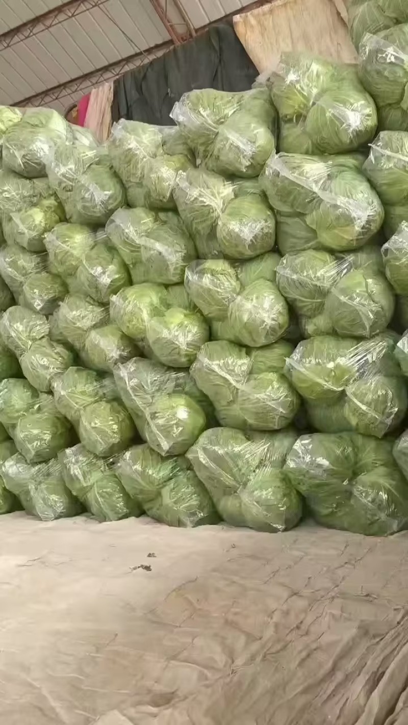 甘蓝大量现货。供货稳定一手资源