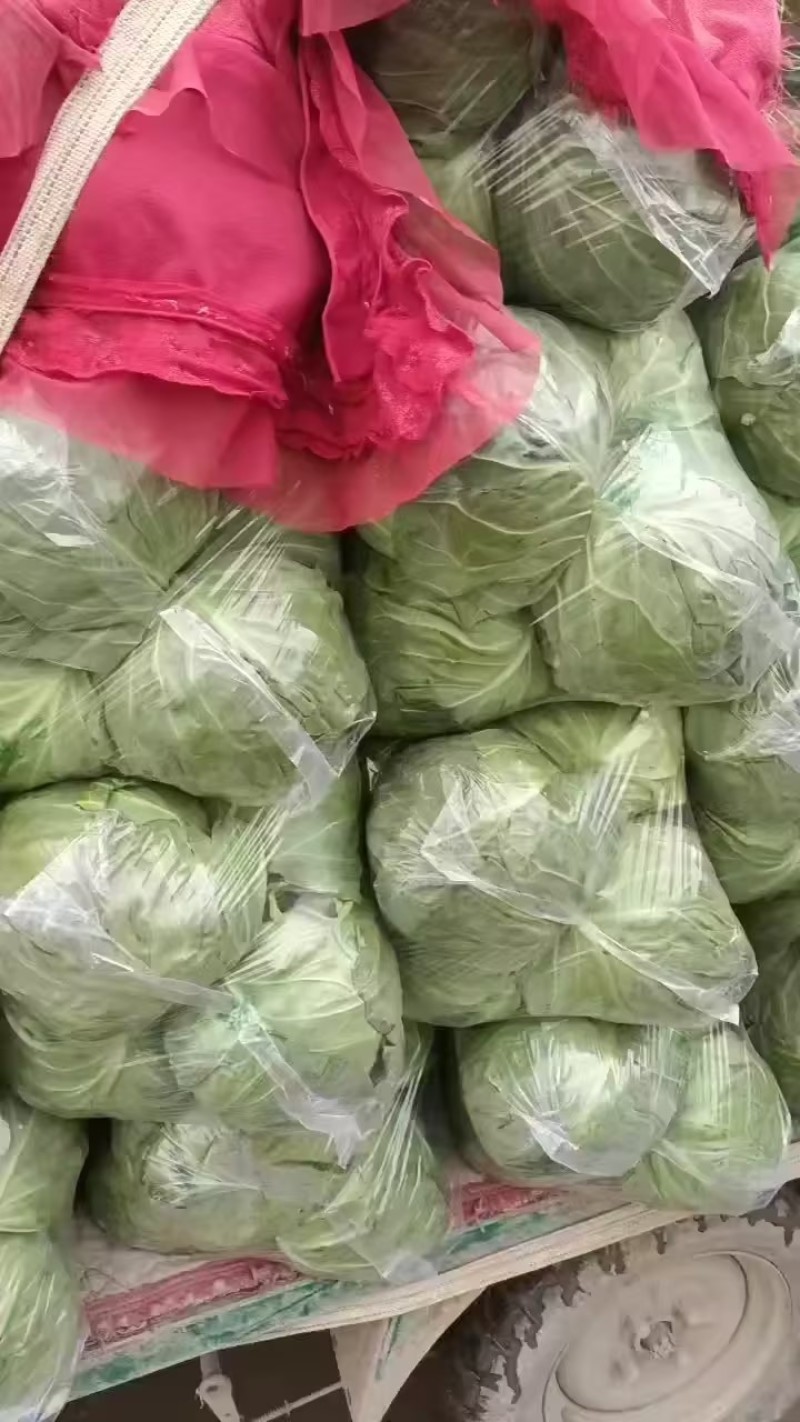 甘蓝大量现货。供货稳定一手资源