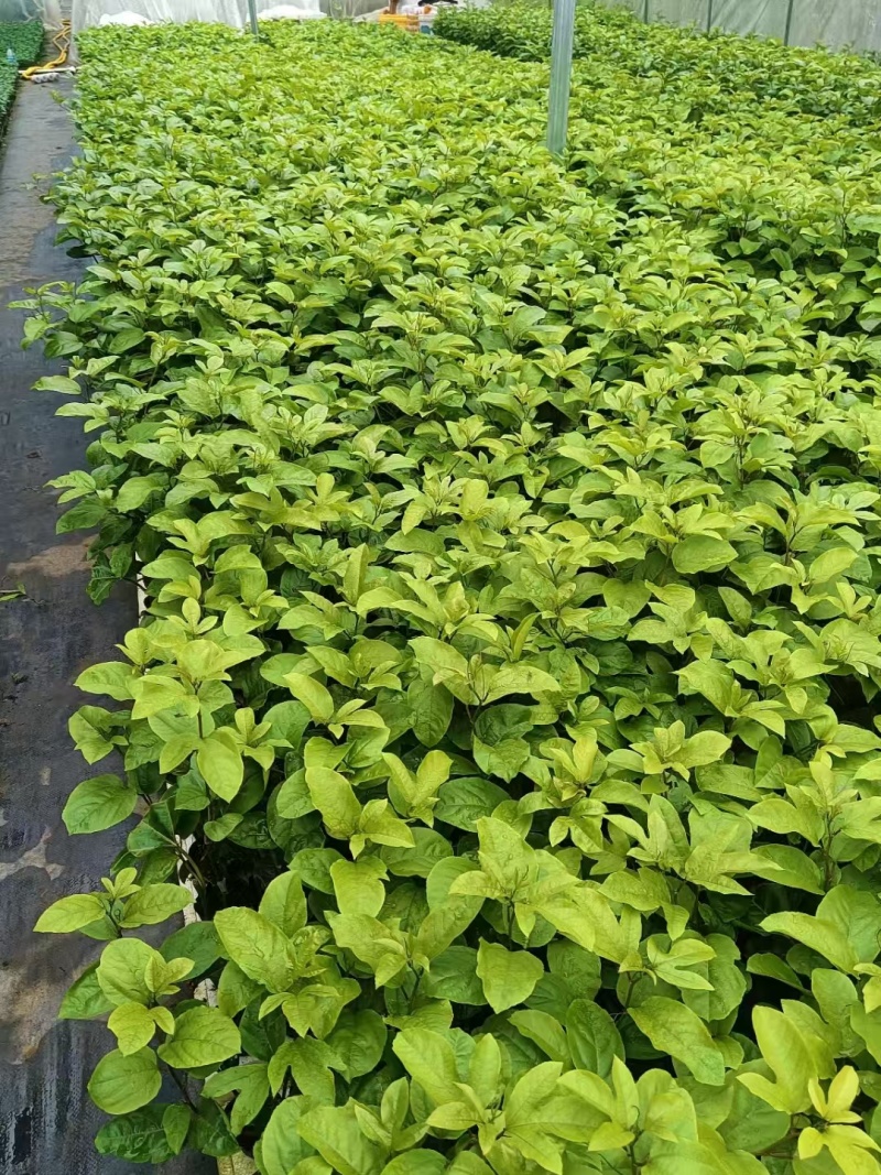 钦蜜9号嫁接苗百香果苗苗圃直发可视频看货欢迎来电咨询