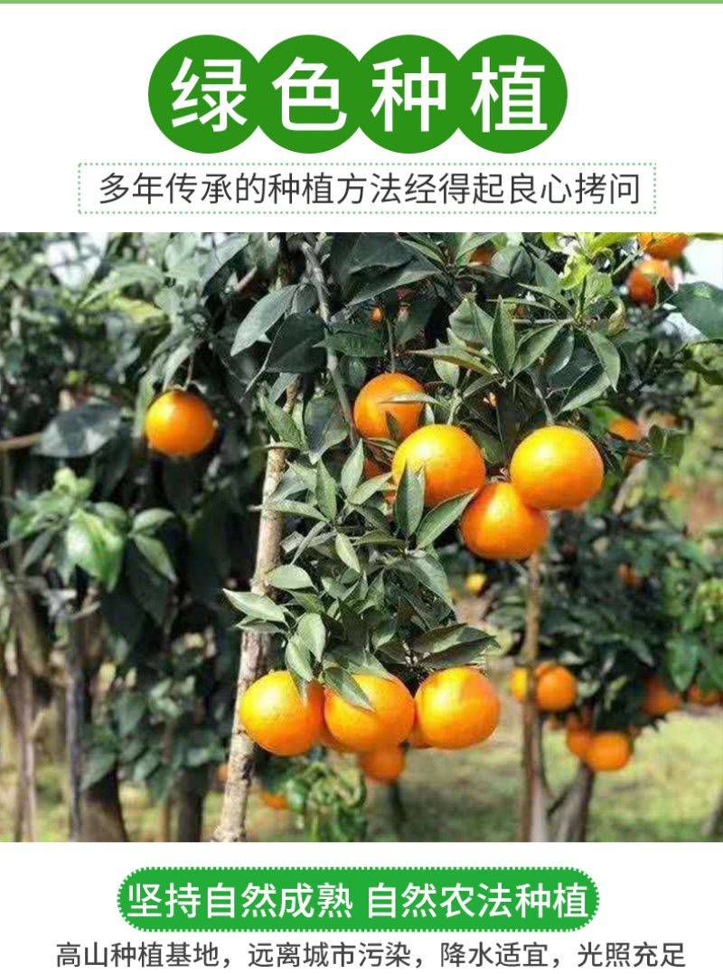 四川爱媛38号果冻橙一件代发当季薄皮橙子电商供应