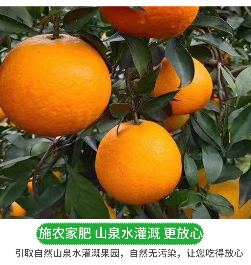 四川爱媛38号果冻橙一件代发当季薄皮橙子电商供应