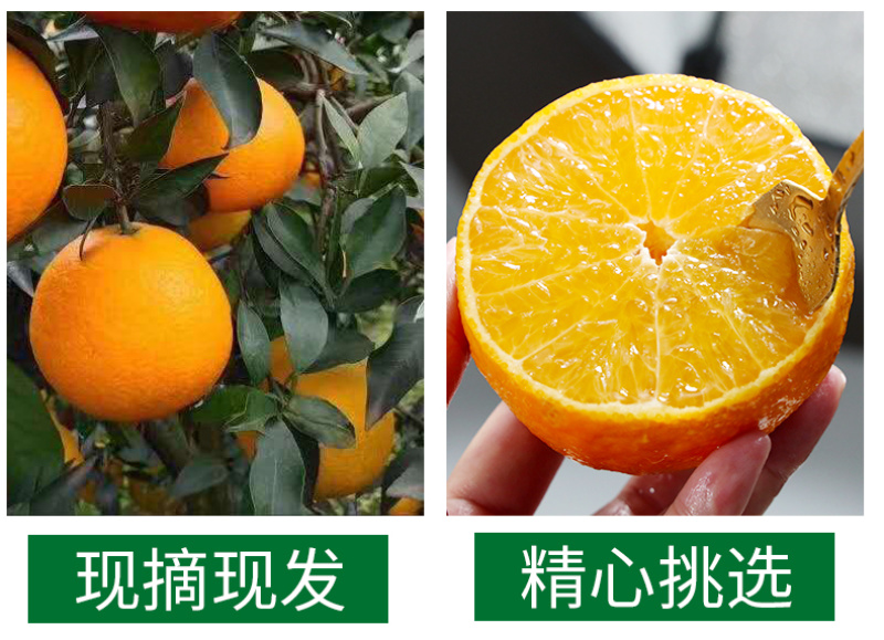 四川爱媛38号果冻橙一件代发当季薄皮橙子电商供应