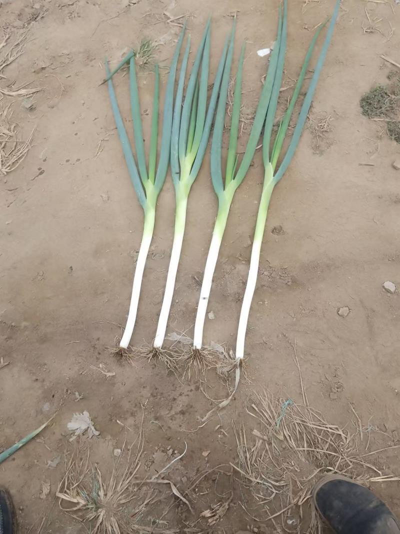 长白大葱产地发货运费另算协助装车来电咨询