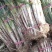 长白大葱产地发货运费另算协助装车来电咨询