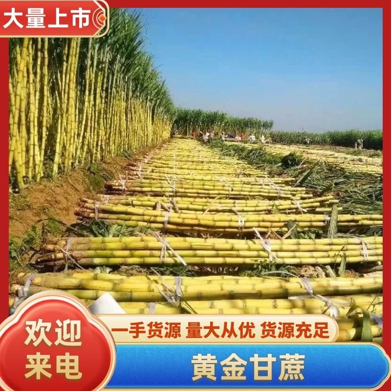 【实力】黄金甘蔗水果甘蔗云南甘蔗专业代收一条龙