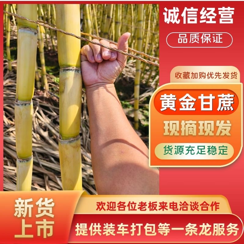 云南甘蔗，黄金甘蔗，脆甜多汁节杆粗长一手货源