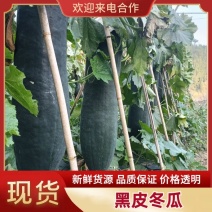 湖南黑皮冬瓜大长条产地直发黑皮冬瓜一手货源
