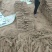 麻山药大量上市价格优惠一手货源支持视频看货欢迎采购