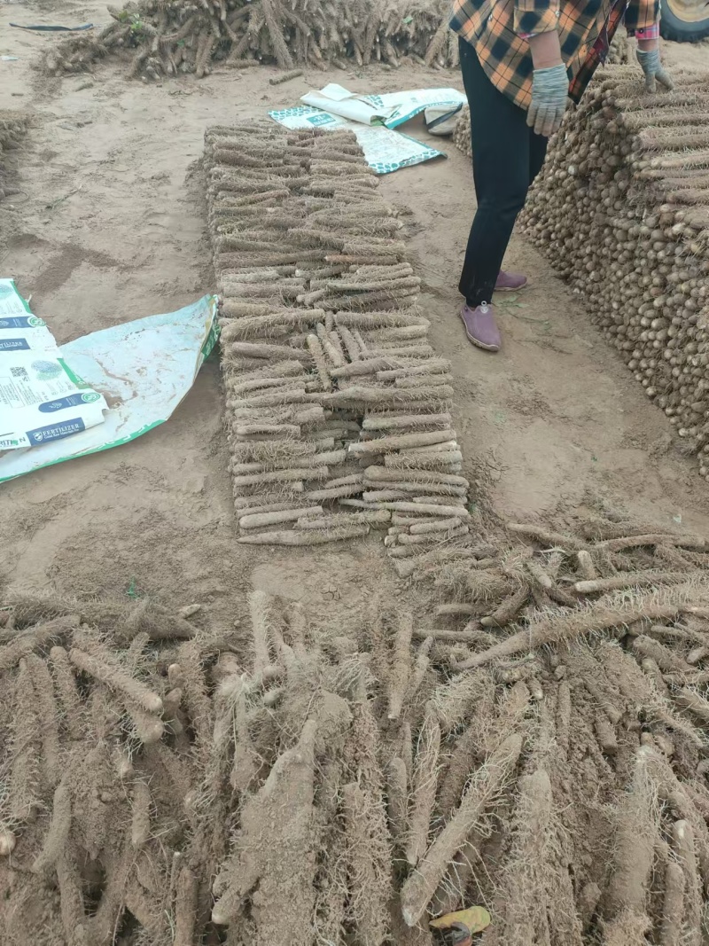 麻山药大量上市价格优惠一手货源支持视频看货欢迎采购