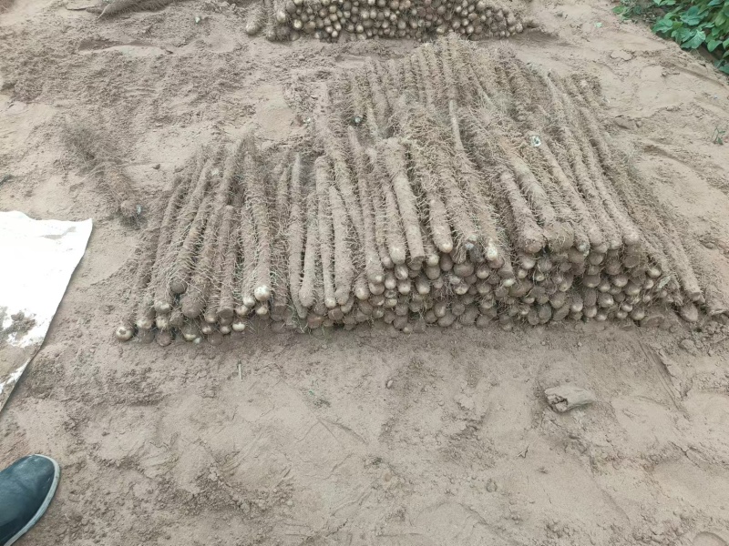 麻山药大量上市价格优惠一手货源支持视频看货欢迎采购