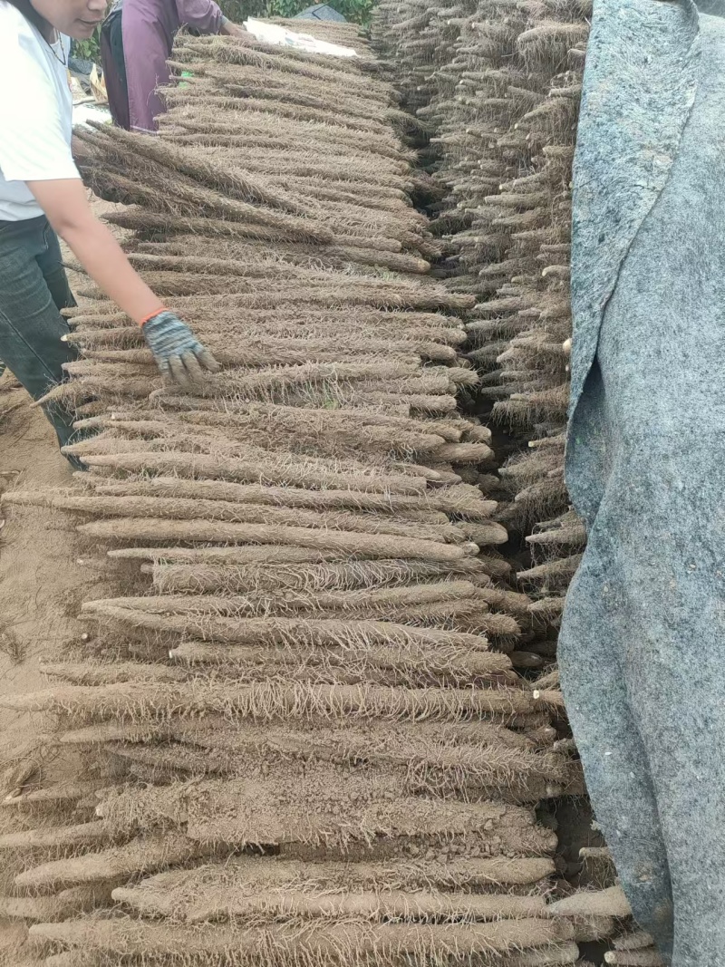 麻山药大量上市价格优惠一手货源支持视频看货欢迎采购