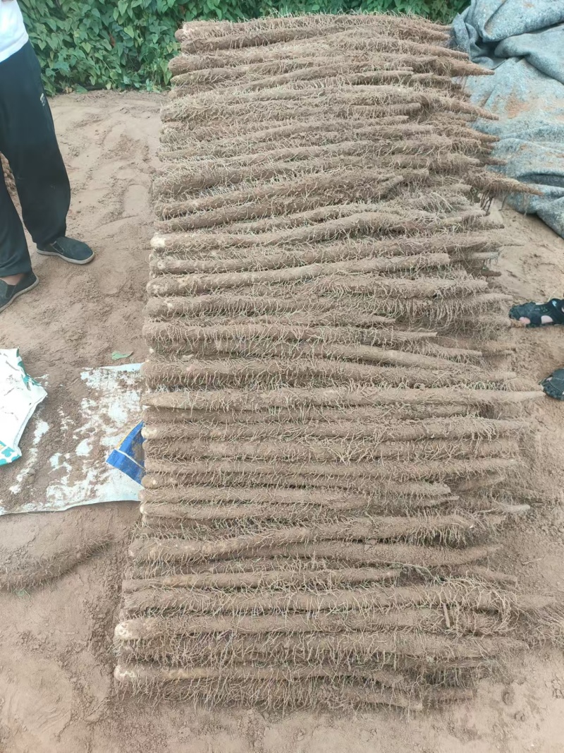 麻山药大量上市价格优惠一手货源支持视频看货欢迎采购